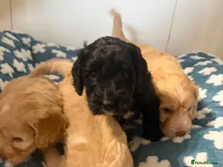Cockapoo dogs Beautiful cockerpoo puppies - Advert 6