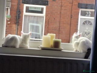 Mixed Breed cats 2 beautiful sisters - Advert 1