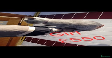 British Shorthair cats - Advert 12