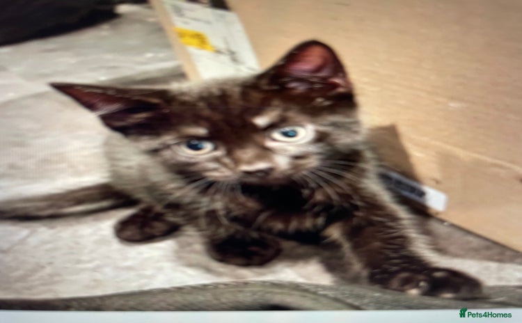 British Shorthair cats - Advert 5