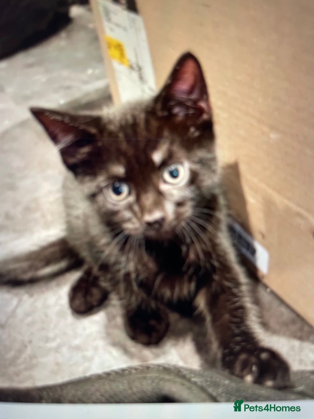 British Shorthair cats for sale: Kittens - Image 1