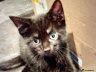 British Shorthair cats - Advert 18