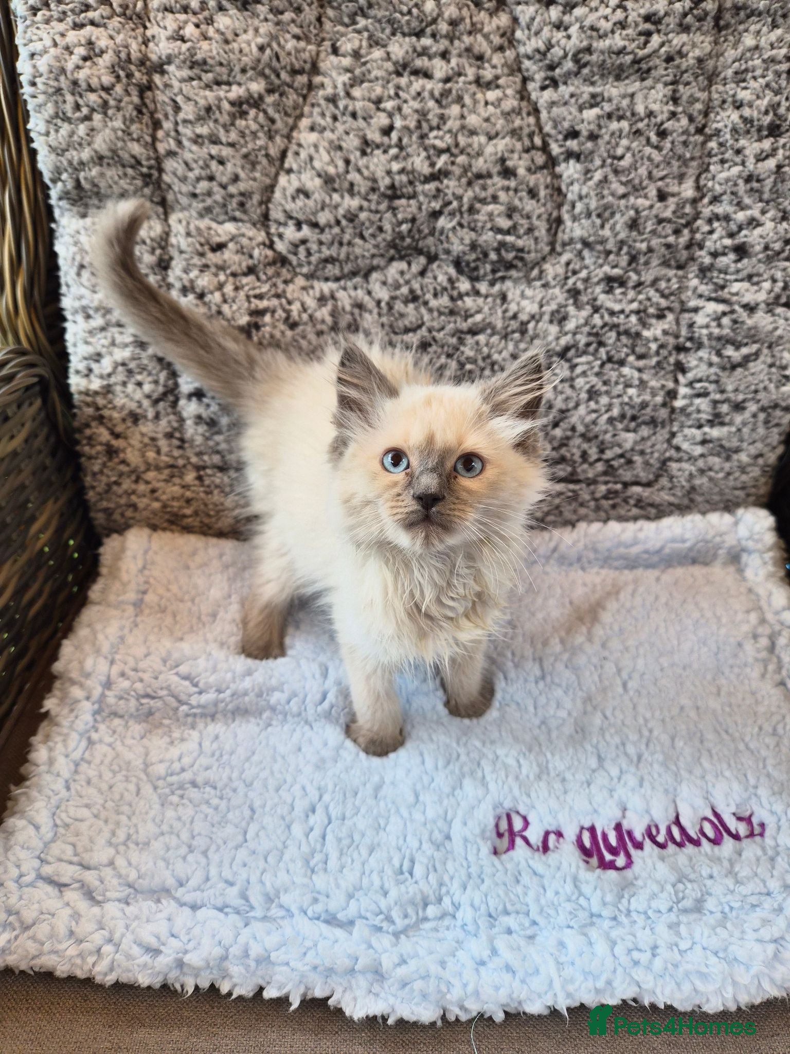 Ragdoll cats GCCF Registered Ragdoll Kittens  - Advert 2
