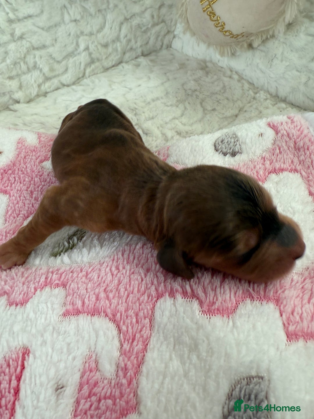 Cockapoo dogs for sale: Ready Dec 20th. Fully dna & health tested clear - Image 15