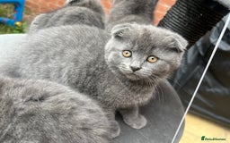Scottish Fold cats for sale: Scottish-fold Kittens   - Image 28