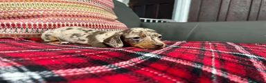 Miniature Dachshund 3