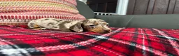 Miniature Dachshund dogs for sale: Miniature dachshund puppies for sale  - Advert 5