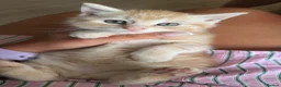 Maine Coon cats for sale: Full breed Maine Coon kittens 😸  - Advert 6