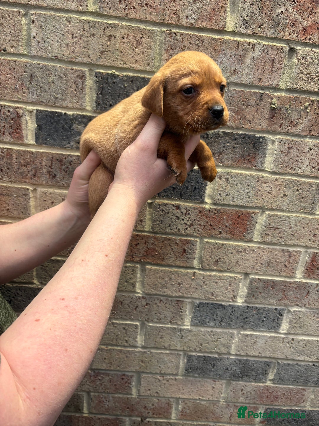 Labrador Retriever dogs for sale: Kc fox red Labrador puppies 4 boys ready to go  - Advert 11