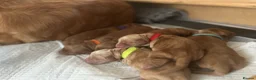 Cocker Spaniel dogs for sale: Red/golden working cocker spaniel puppies in Pontefract - Advert 5