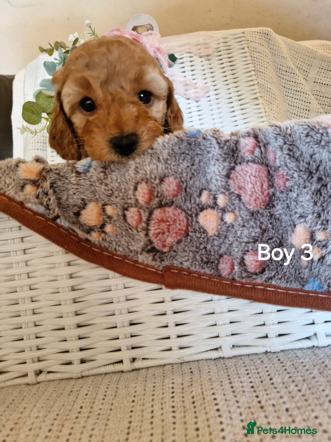 Mixed Breed dogs for sale: Adorable puppies ready from 22 12.25 - Advert 16