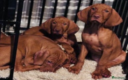 Hungarian Vizsla dogs for sale: Exceptional kc Hungarian viszla pups. NOW READY - Image 18