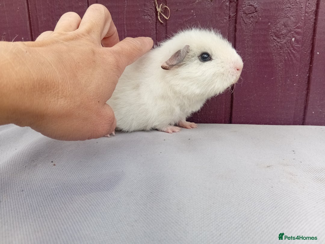 Guinea Pig rodents for sale: Baby guinea pigs  - Image 2