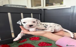 Dalmatian dogs for sale: 8 Gorgeous Dalmatian Puppies - Image 13