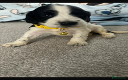 Sprocker dogs for sale: Sprocker puppies  - Image 2