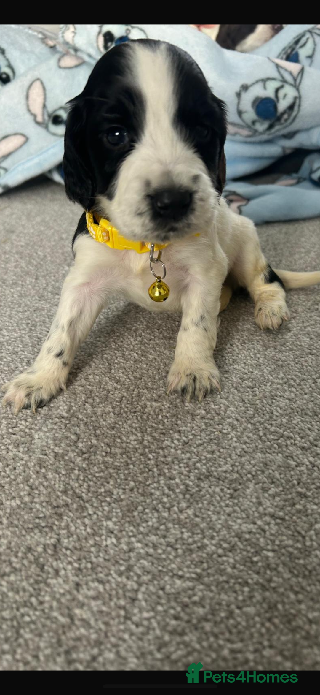 Sprocker dogs for sale: Sprocker puppies  - Image 2