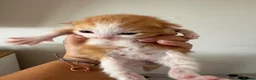 Mixed Breed cats for sale: Beautiful kittens  - Advert 27