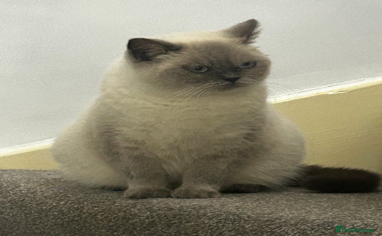 British Shorthair cats for sale - Advert 2
