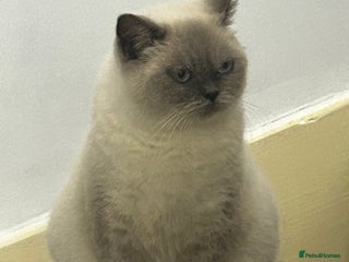 British Shorthair cats for sale - Advert 3