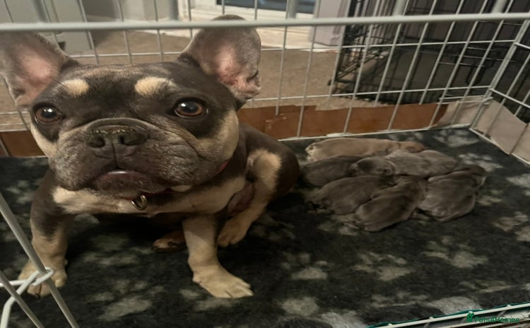 French Bulldog dogs - Advert 16