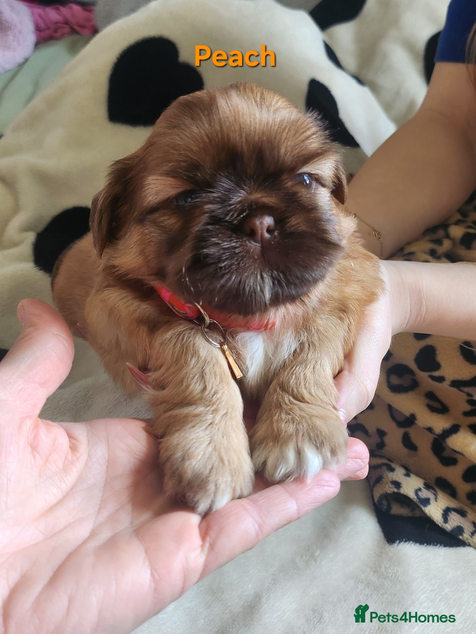 Shih Tzu dogs Shih tzu puppies imperial line  - Advert 18