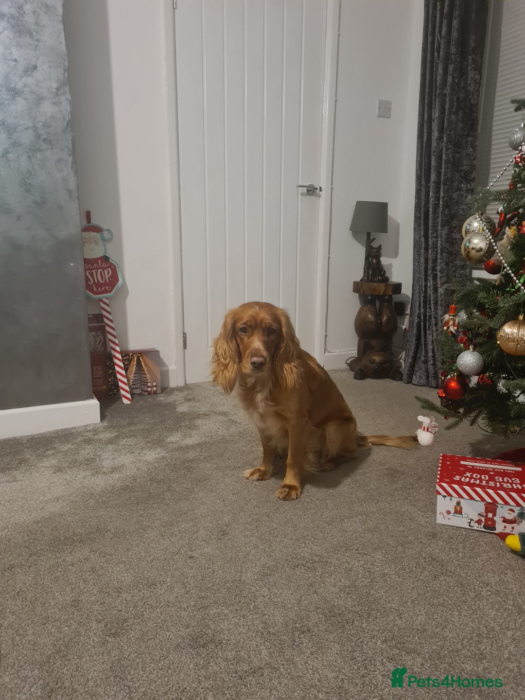 Sprocker dogs for stud: Proven Sprocker Spaniel Stud - Advert 1