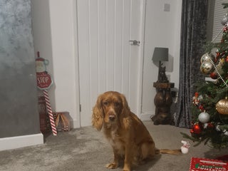 Sprocker dogs Proven Sprocker Spaniel Stud - Advert 1