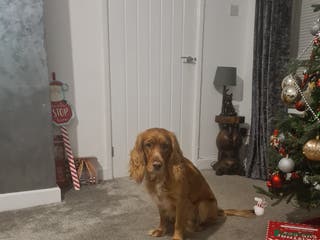 Sprocker dogs Proven Sprocker Spaniel Stud - Advert 5