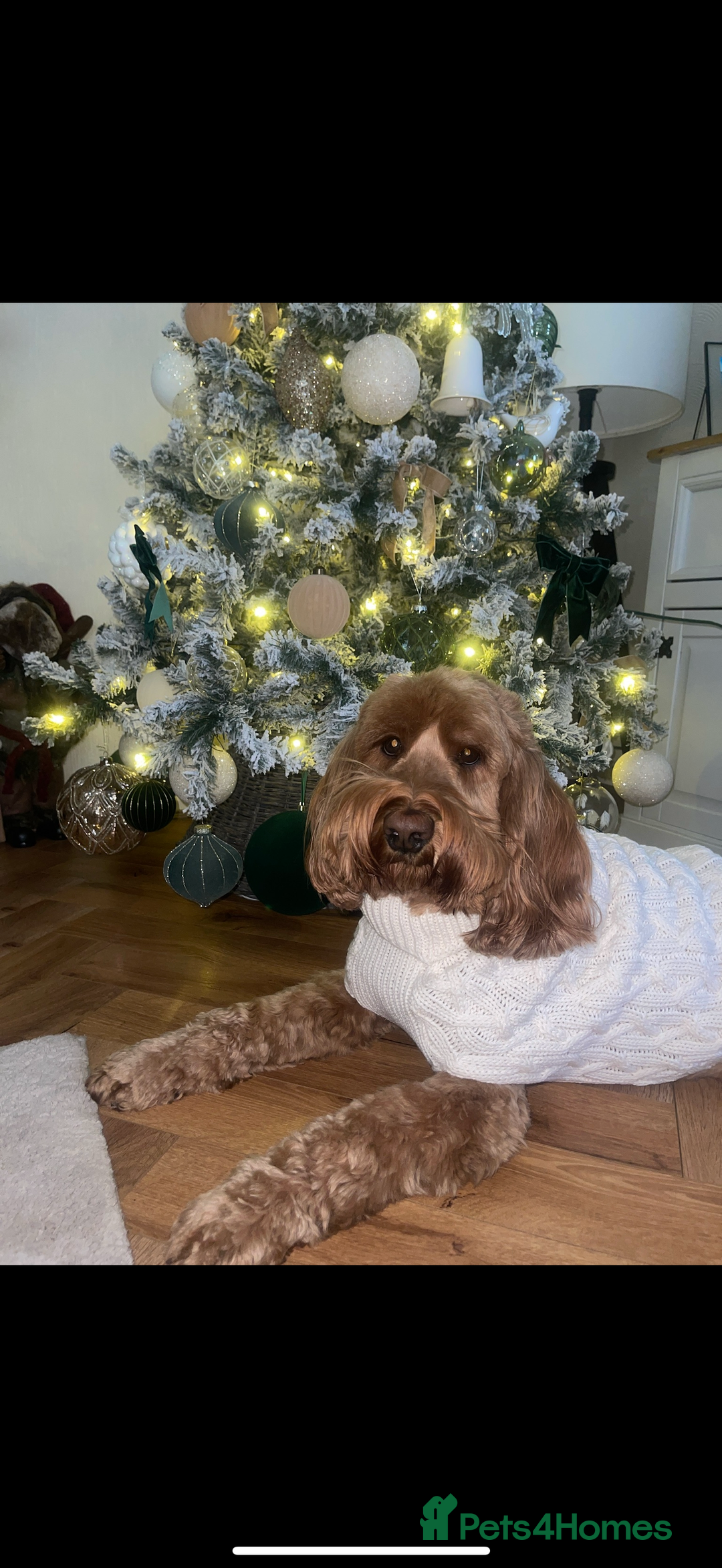 Cockapoo dogs for sale: Cockapoo - Image 11