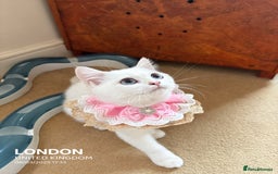 British Shorthair cats for sale: British shorthair last girl (price negotiable) - Image 1