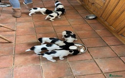 English Springer Spaniel dogs for sale: KC Reg English Springer Spaniel puppies - Image 10
