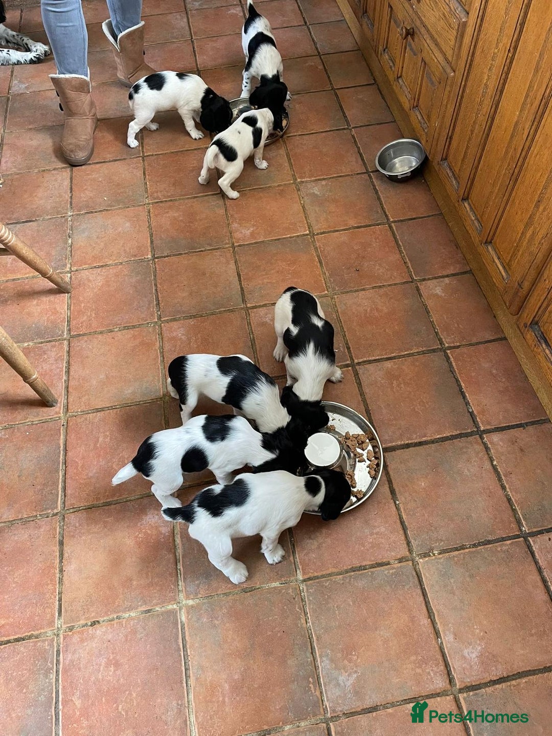 English Springer Spaniel dogs for sale: KC Reg English Springer Spaniel puppies - Image 10