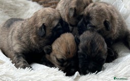 Cairn Terrier dogs for sale: CAIRN TERRIER PUPPIES - Image 2