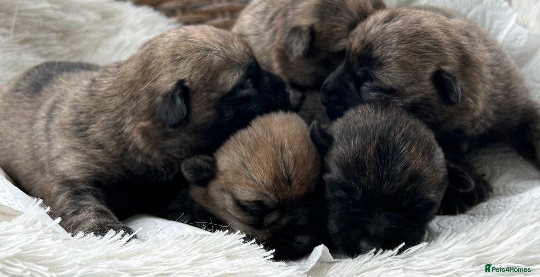 Cairn Terrier dogs for sale: CAIRN TERRIER PUPPIES - Image 2