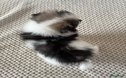 Pomeranian dogs for sale: Pomeranian Puppies, LAST BOY AVAILABLE!  - Image 17