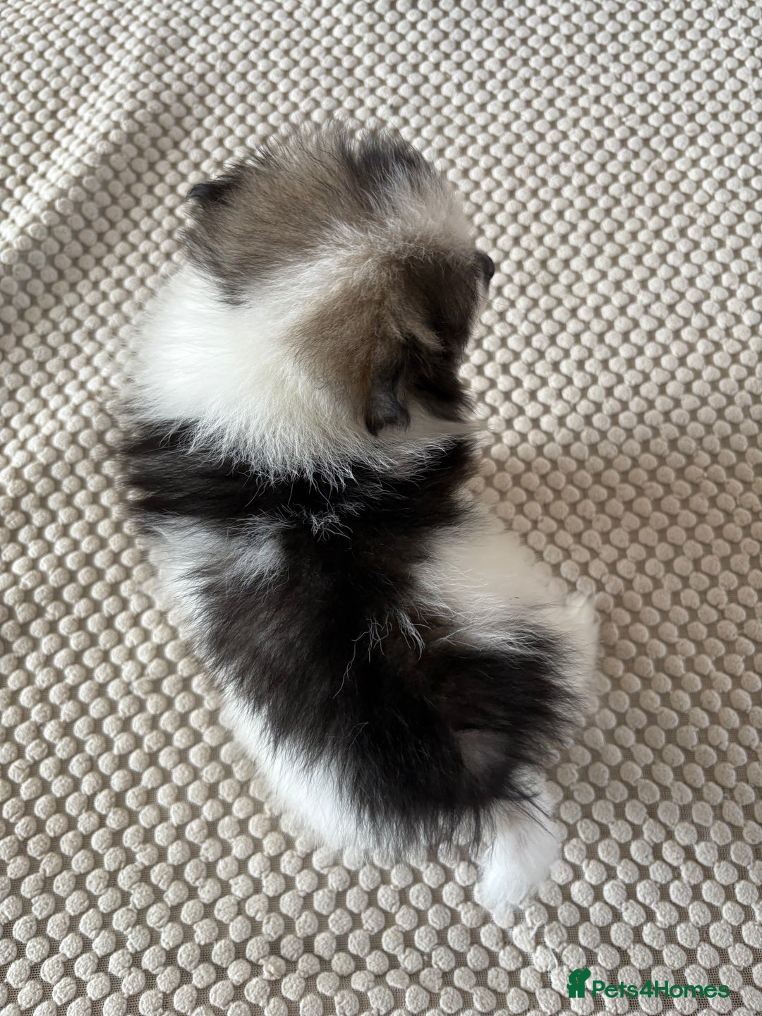 Pomeranian dogs for sale: Pomeranian Puppies, LAST BOY AVAILABLE!  - Image 17