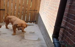 Dogue De Bordeaux dogs for sale: 6 year old female - Image 1