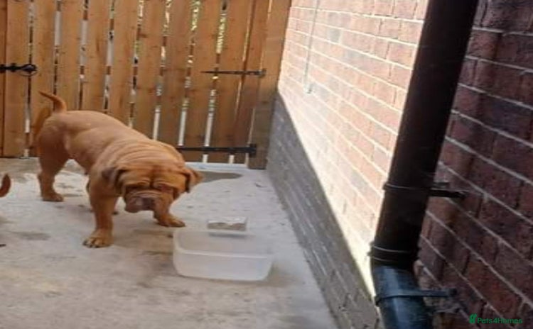 Dogue De Bordeaux dogs - Advert 2