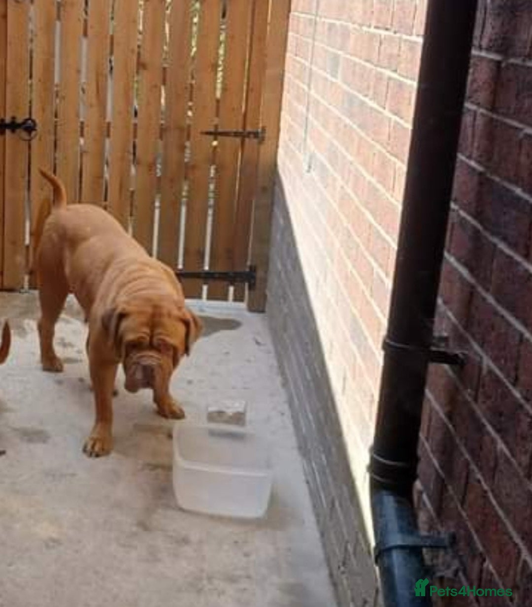 Dogue De Bordeaux dogs for sale: 6 year old female - Image 1