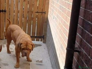 Dogue De Bordeaux dogs - Advert 5