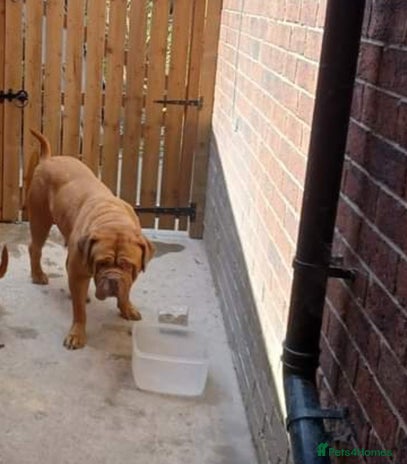 Dogue De Bordeaux dogs - Advert 2
