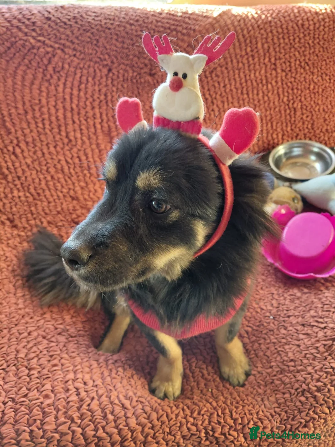 Mixed Breed dogs for adoption: ROBY, a superb puppy boy - for a Loving Home  - Advert 35