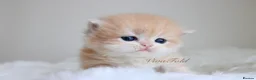 British Shorthair cats for sale: Lilac Chinchilla Longhair Boy  - Advert 4