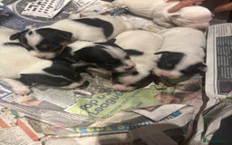 Parson Russell dogs for sale: Gorgeous Parson x Jack Russell’s  - Image 6