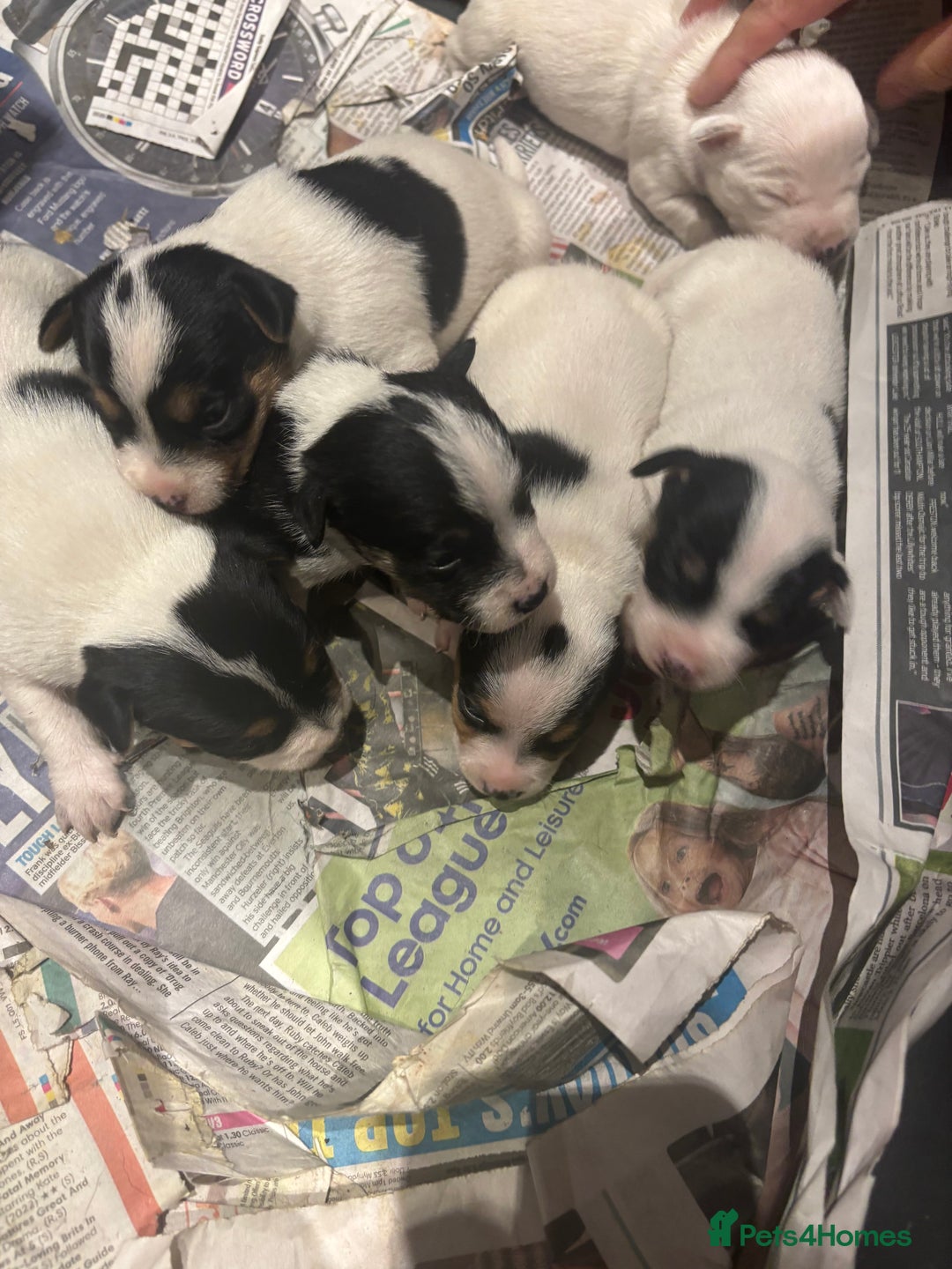 Parson Russell dogs for sale: Gorgeous Parson x Jack Russell’s  - Image 6