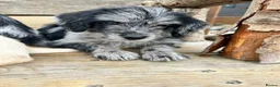 Labradoodle dogs for sale: Toy Labradoodle Puppies - Ready Now!  - Advert 6