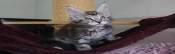 Maine Coon cats for sale: 6 pedigree Mainecoon kittens  - Advert 19