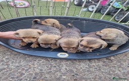 Mixed Breed dogs for sale: mixed breed 4 boys and 2 girls - Image 24