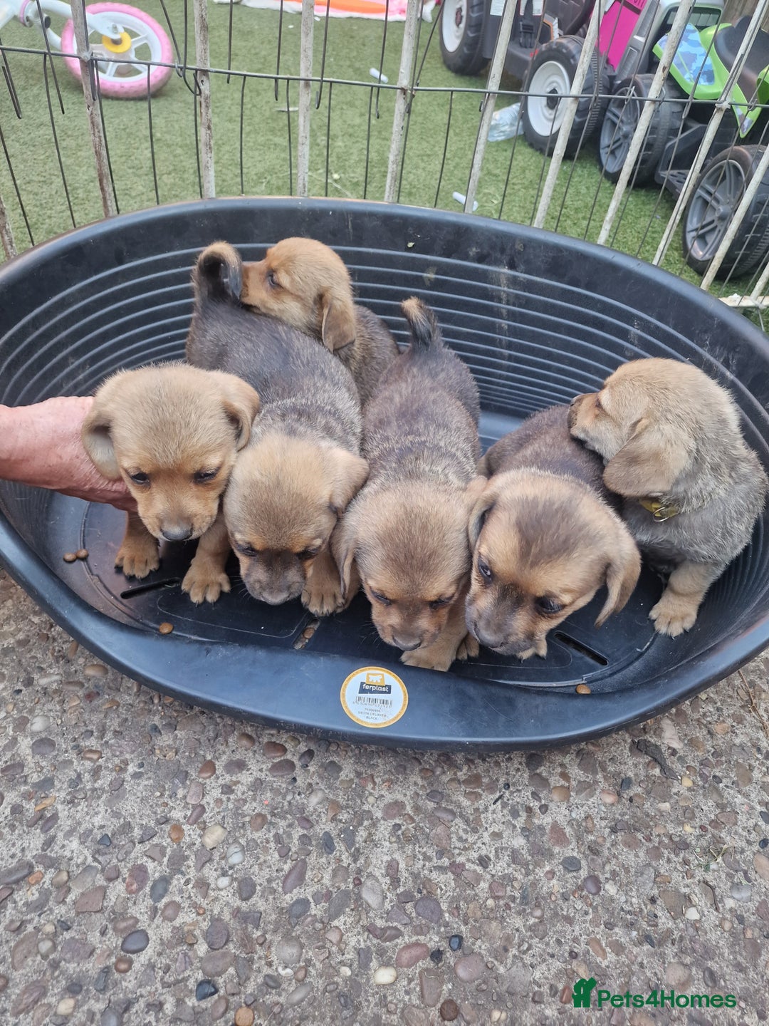 Mixed Breed dogs for sale: mixed breed 4 boys and 2 girls - Image 24