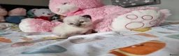Ragdoll cats for sale: Beautiful Ragdoll type kittens HCM and PKD clear - Advert 4